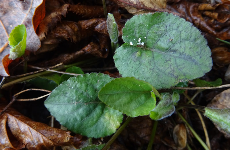 Viola alba subsp. alba - Violaceae